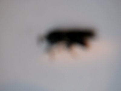 img_2245.jpg 