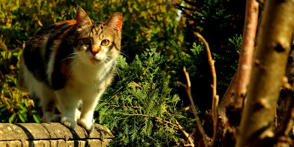 Young cat domestic cat mammal
