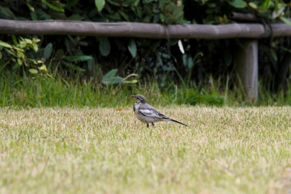 Lawn little bird high security level