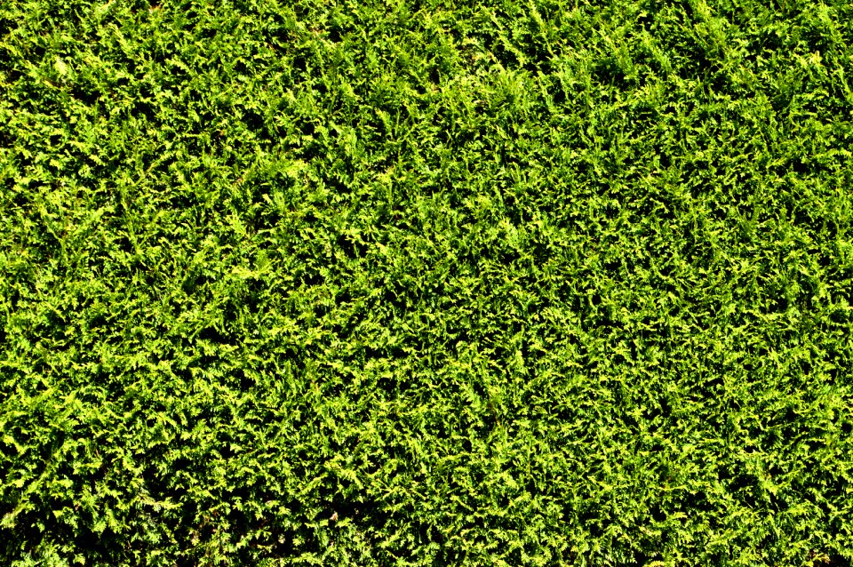 Plant privacy structure