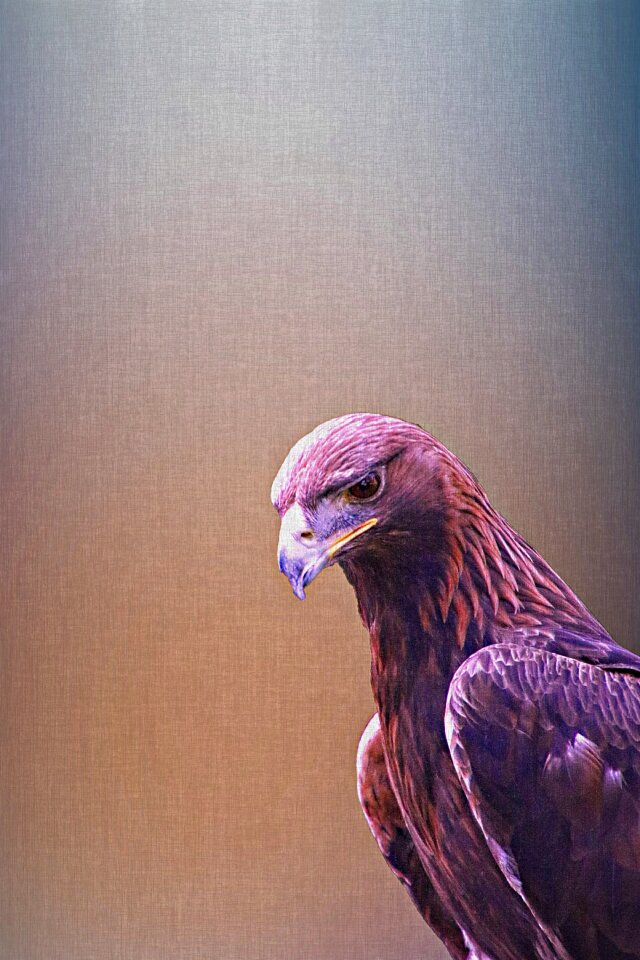 Nature wildlife animal