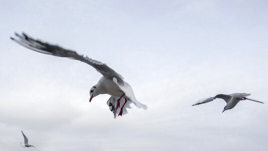 Flying venice water bird