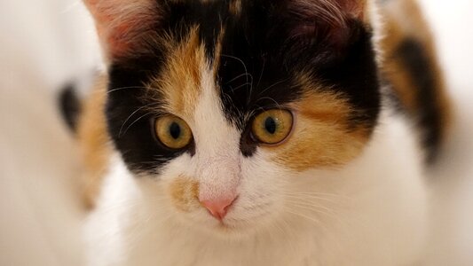 Young cat pet black