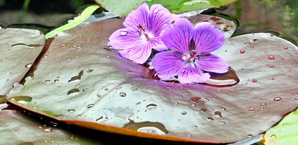 Nuphar pumila leaf cranesbill aquatic plant