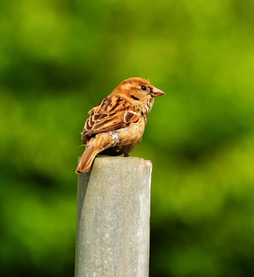 Nature animal close up