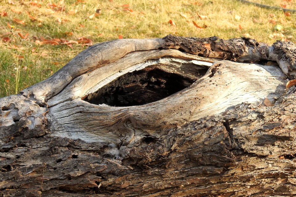 Sawed off bark knothole