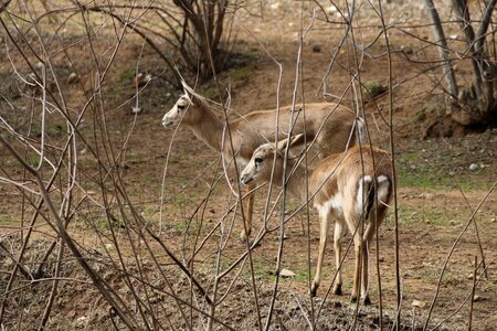 Gazelle animal nature