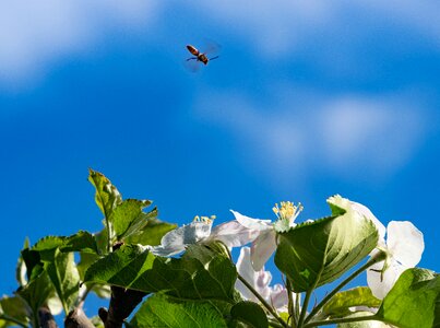 Nosedive sprinkle apple blossom
