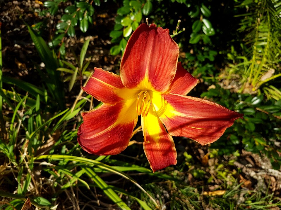 Beautiful plant red and yellow day lilly