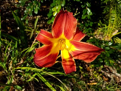 Beautiful plant red and yellow day lilly photo
