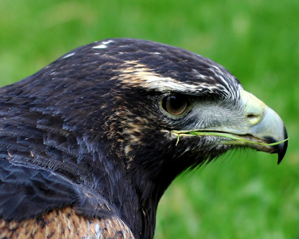 Wildlife bird nature