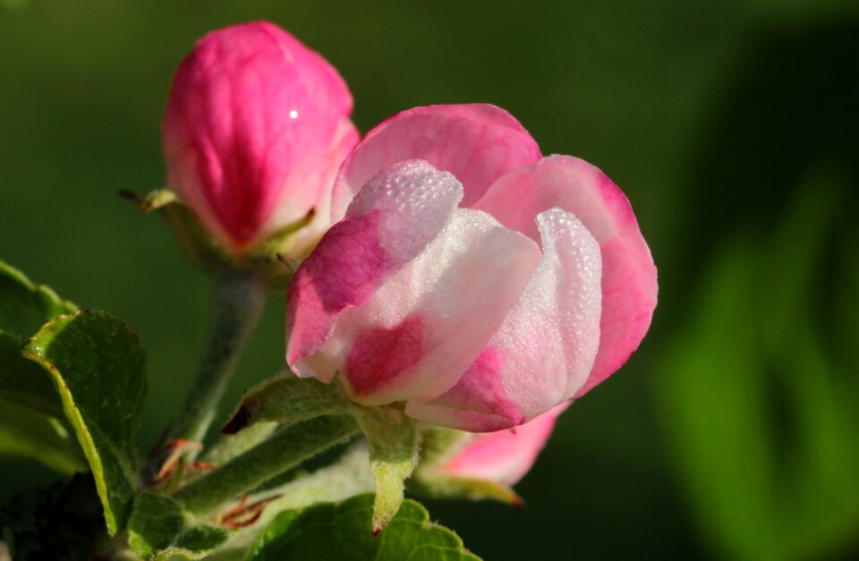 Blossom bloom spring