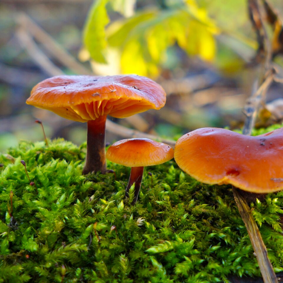 Forest mushroom moss nature