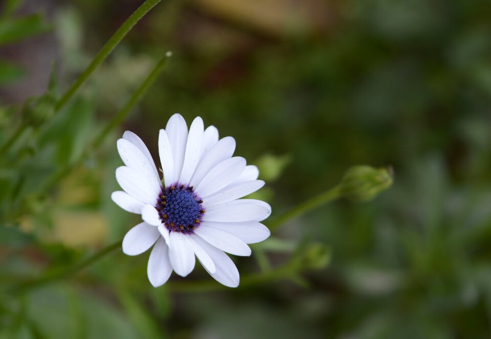 Garden plant macro