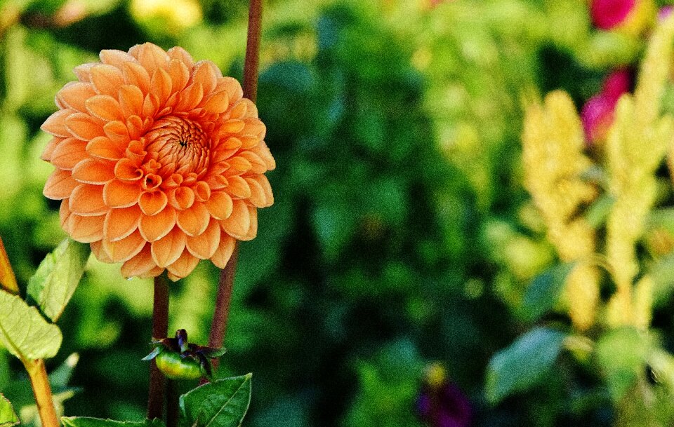 Asteraceae flower garden ornamental flower