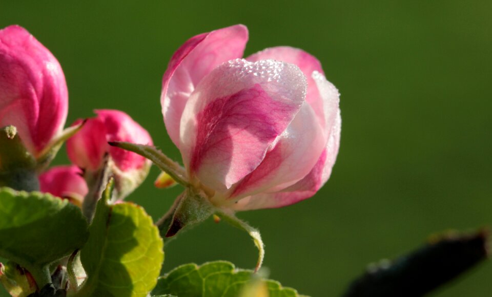 Blossom bloom spring