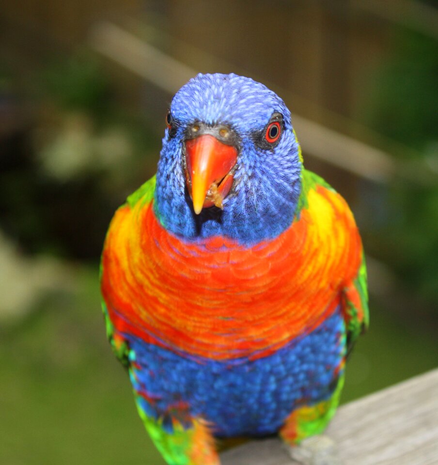Rainbow wild natural