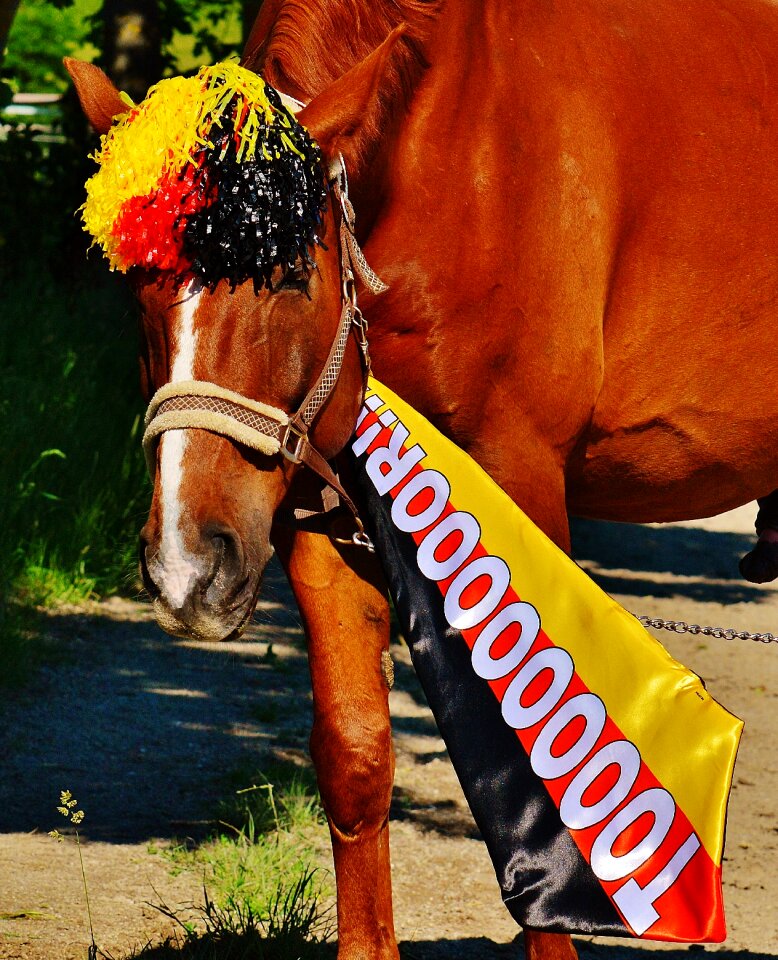 Germany horse france