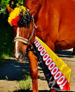 Germany horse france