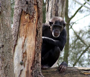 Ape animal chimp photo