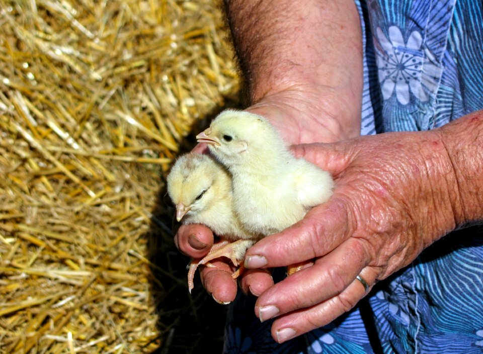 Peasant woman yellow feathers photo