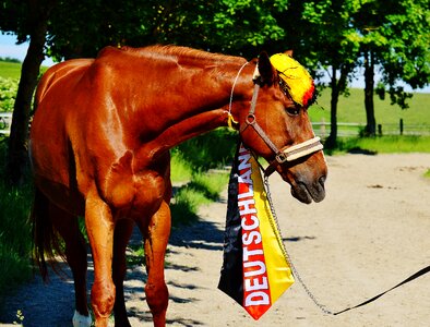 Germany horse france