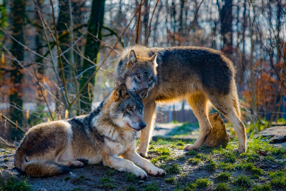 Attention mammal predator