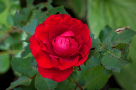 Flower blossom bloom photo