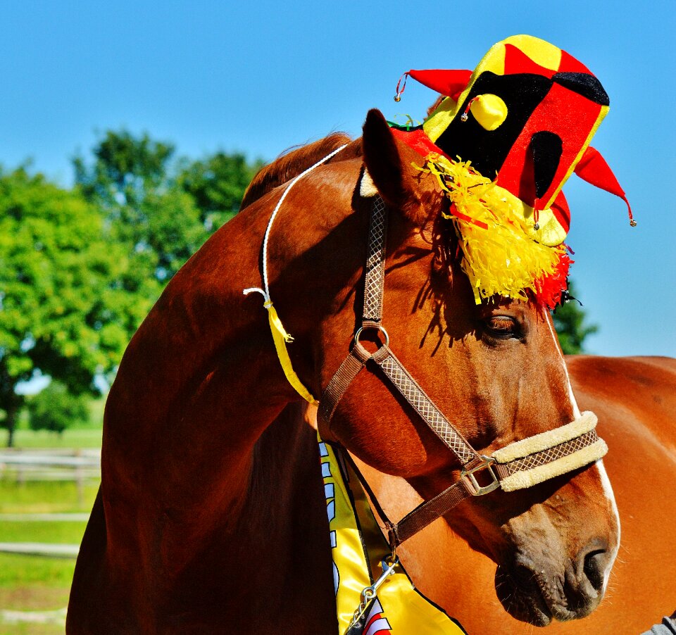 Germany horse france