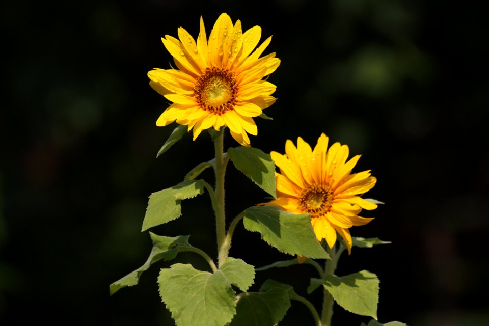 Summer yellow plants