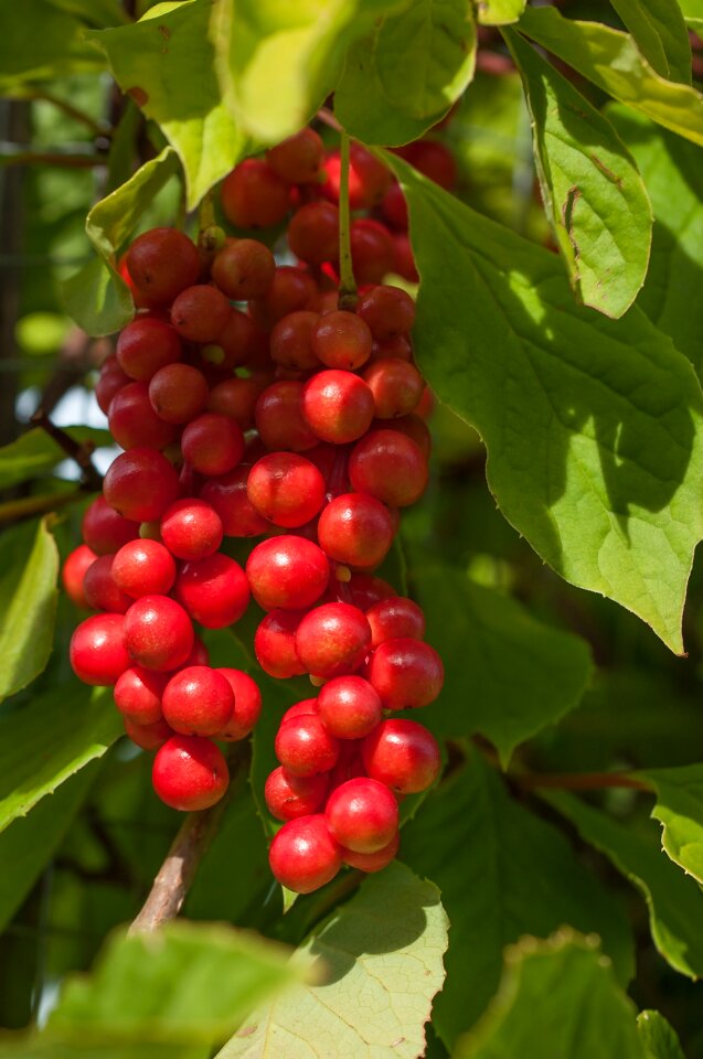 Ripening process plant nature