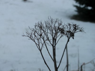 IMG_3992 