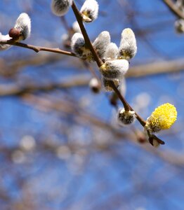 Close up branch nature