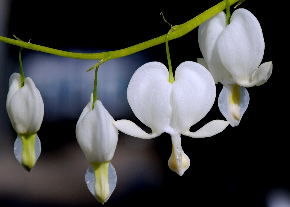 Bloom watery heart bloom