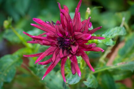 Blossom bloom wine red