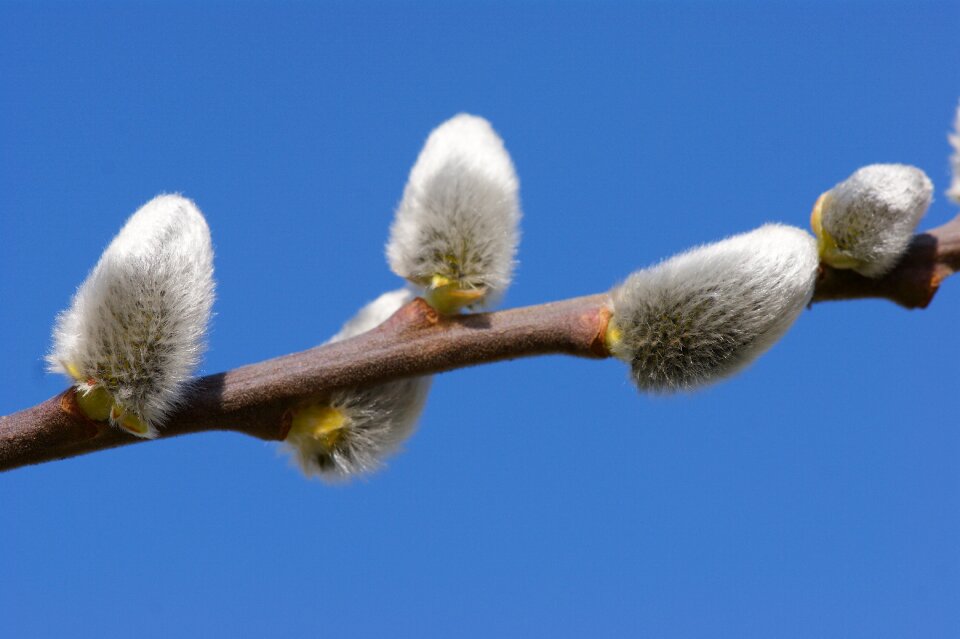 Close up branch nature