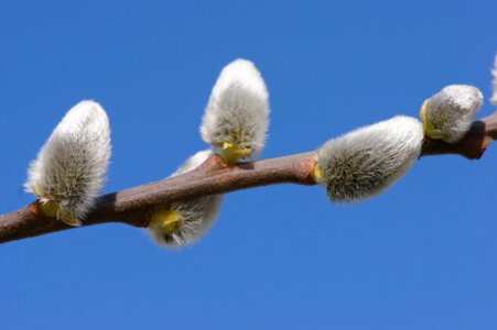 Close up branch nature