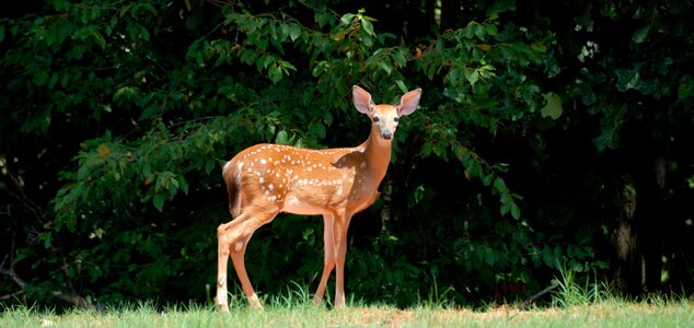 Brown wild wildlife photo