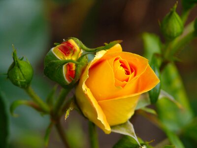 Bloom yellow rose garden rose photo