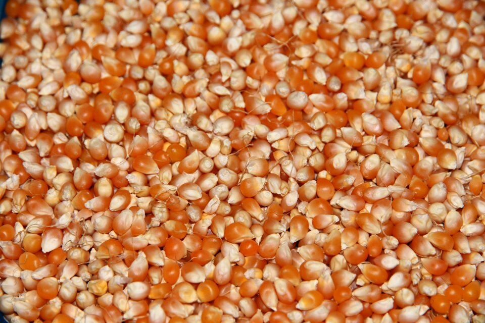 Agriculture closeup harvest