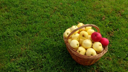 Frutas fruta natureza