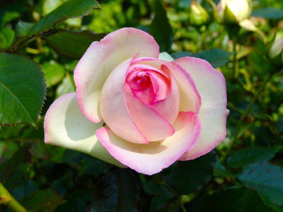 Rose blooms garden rose flower