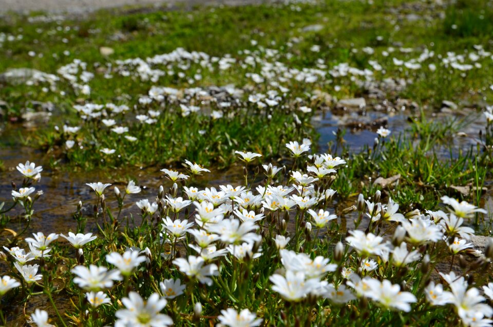 Spring flowers green landscape