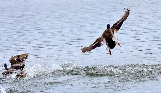 Water water bird duck bird photo