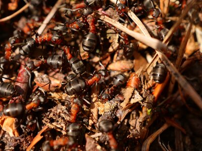 Anthill crawl ant hill photo