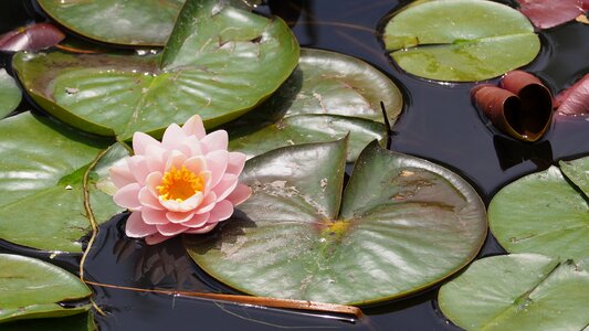 Lotus flower lake photo