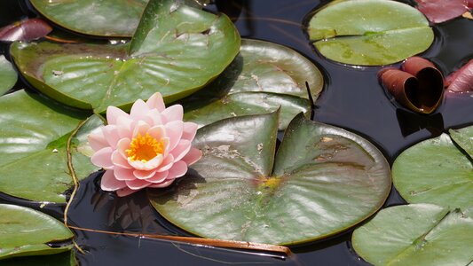 Lotus flower lake