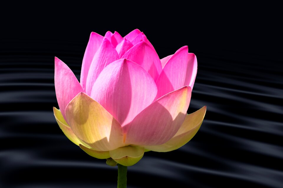 Wave lotus blossom pond