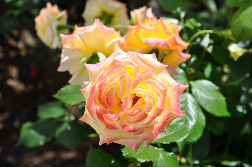 Rose bloom white orange