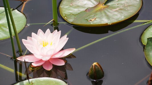 Lotus flower lake photo